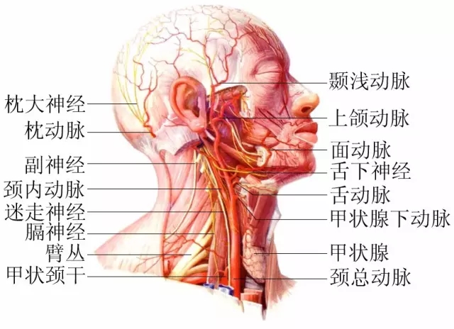 脖子才是身體最致命的位置！